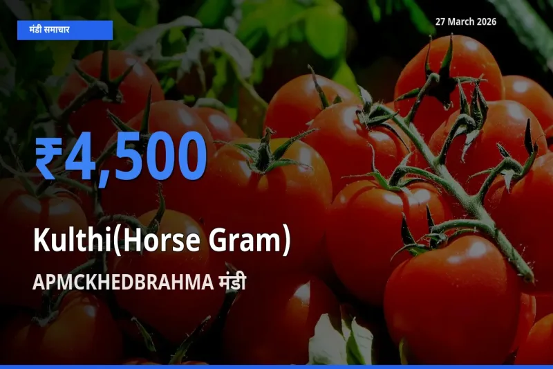 आज कुल्थी के सबसे ज़्यादा दाम APMCKHEDBRAHMA मंडी में दर्ज