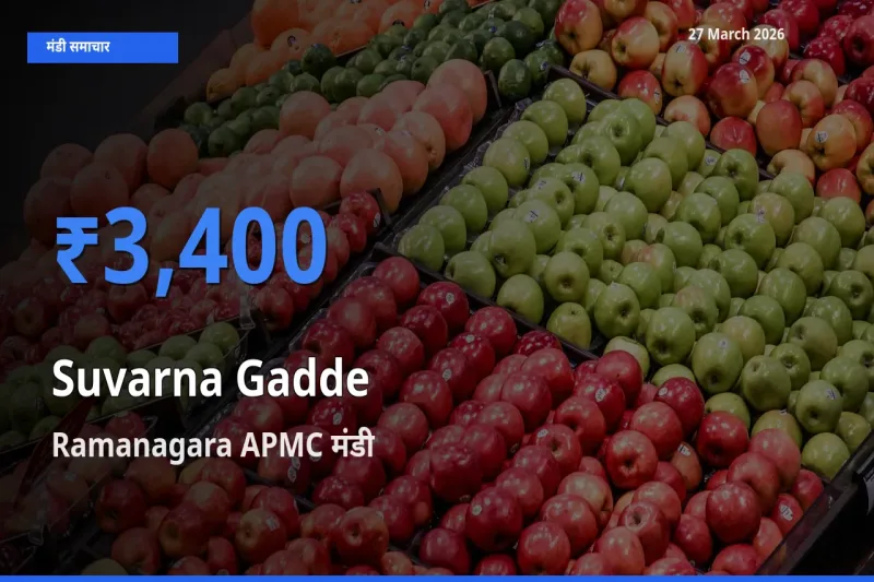 आज का मंडी भाव: सुवर्णा गद्दे(सूरन) के सबसे ज़्यादा दाम Ramanagara APMC में