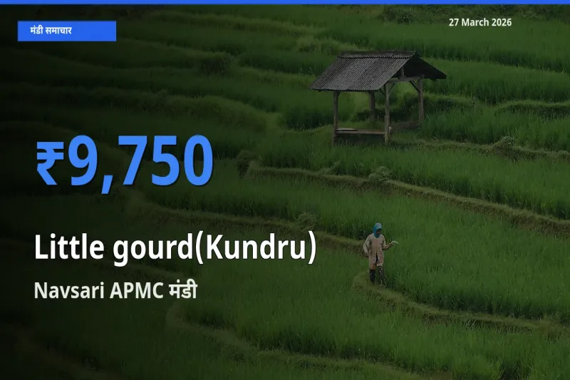 Navsari APMC में कुंदरू (टिंडा तोरई) का आज सबसे ऊँचा भाव