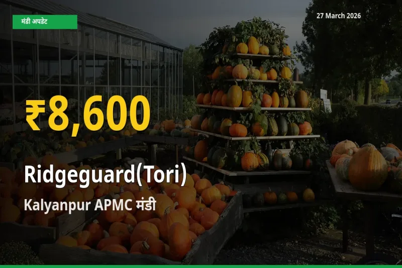 रिकॉर्ड तेज़ी! Kalyanpur APMC में तोरई ₹8,600 पर पहुँचा