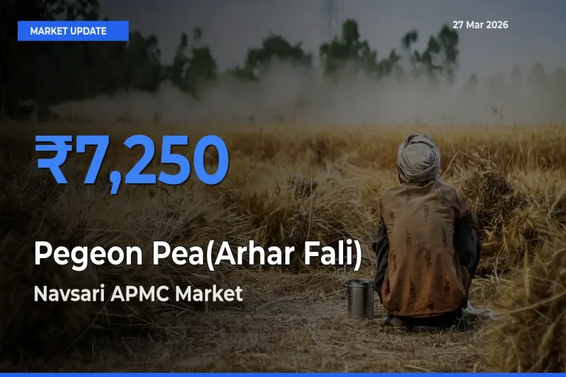 Pegeon Pea(Arhar Fali) Mandi Rate Today: Navsari APMC Tops the List