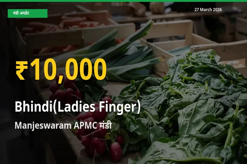 30 दिनों में सबसे ऊँचे स्तर पर भिंडी के दाम, Manjeswaram APMC में उछाल