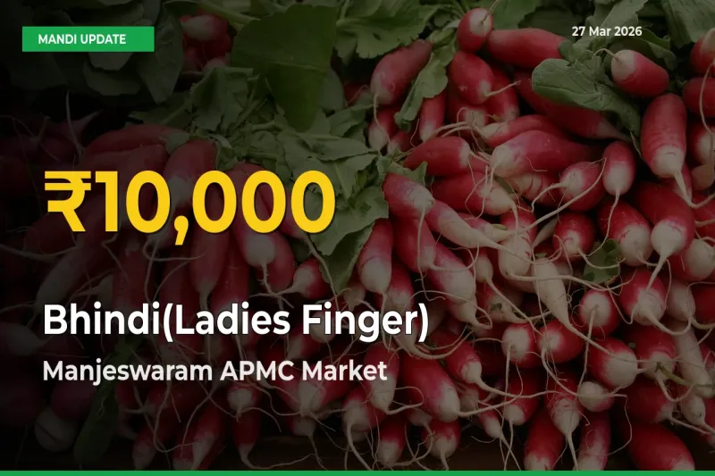 Bhindi(Ladies Finger) Price Rally Continues – Manjeswaram APMC Hits Fresh High Today