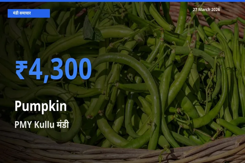 PMY Kullu में कद्दू का आज सबसे ऊँचा भाव