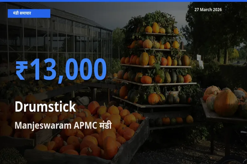 Manjeswaram APMC मंडी में सहजन (मुनगा) ₹13,000 पर पहुँचा – आज का सर्वोच्च भाव