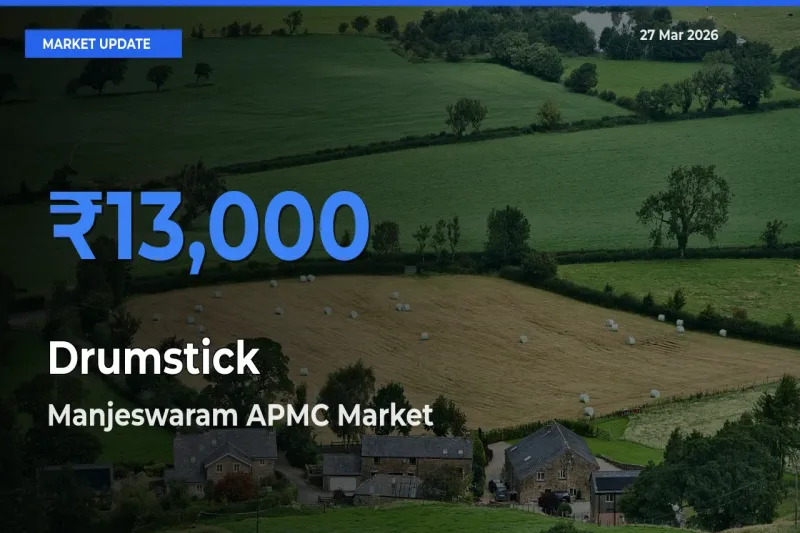 Top Performer! Manjeswaram APMC Offers Best Drumstick Price Today