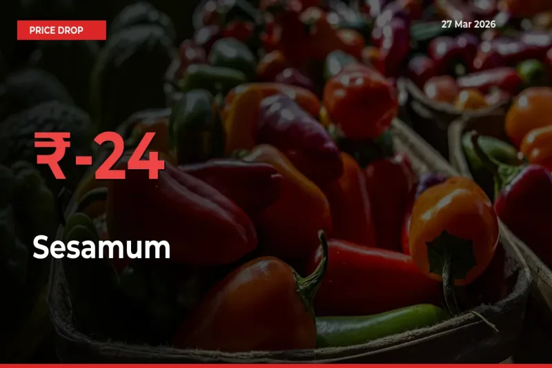 Sharp Fall! Sesamum Prices Plunge 23.72% in a Day at Key Mandis