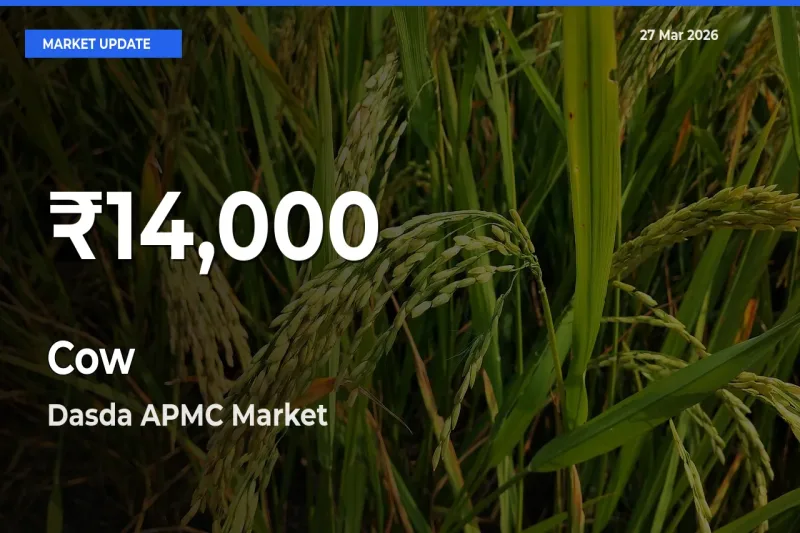 Cow Prices Touch 30-Day Low in Dasda APMC – March 27 Update