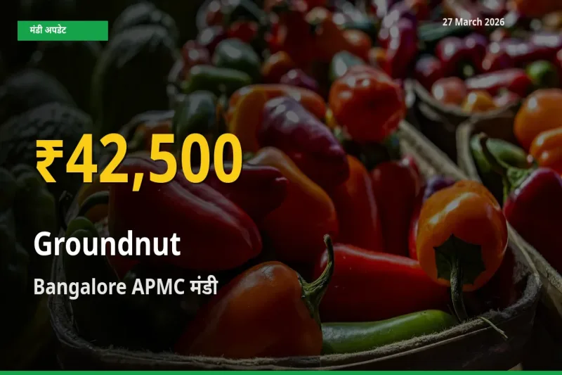 मूंगफली के दामों में रिकॉर्ड तेज़ी, Bangalore APMC
