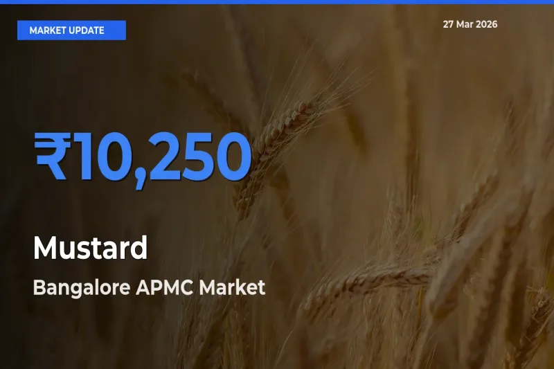 Bangalore APMC Tops Mustard Rates – March 27 Market Update