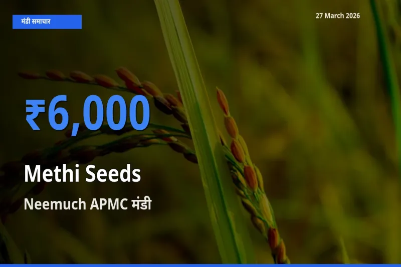 Neemuch APMC में मेथी दाना का आज सबसे ऊँचा भाव