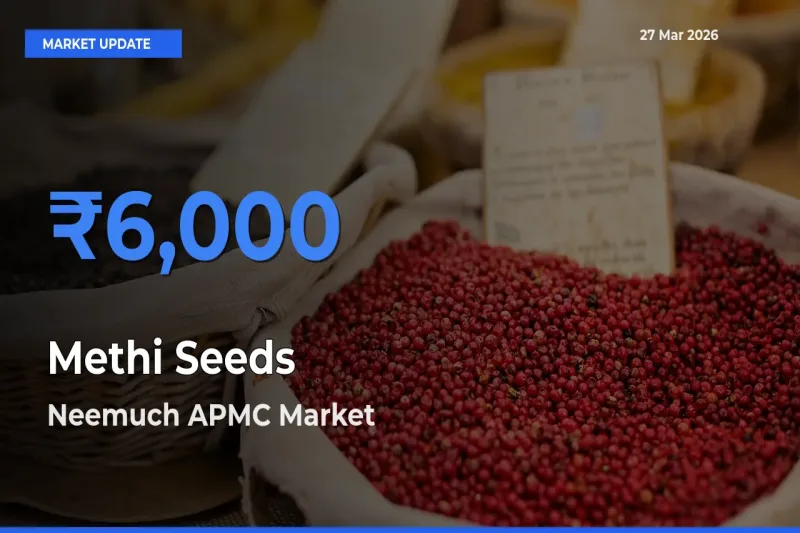 Neemuch APMC Tops Methi Seeds Mandi Rates Today