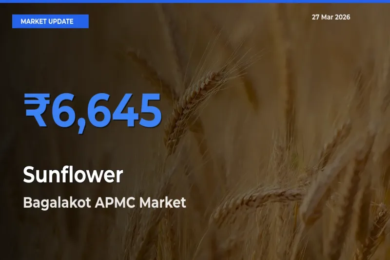 Bagalakot APMC Offers ₹6,645 – Highest Sunflower Rate Today