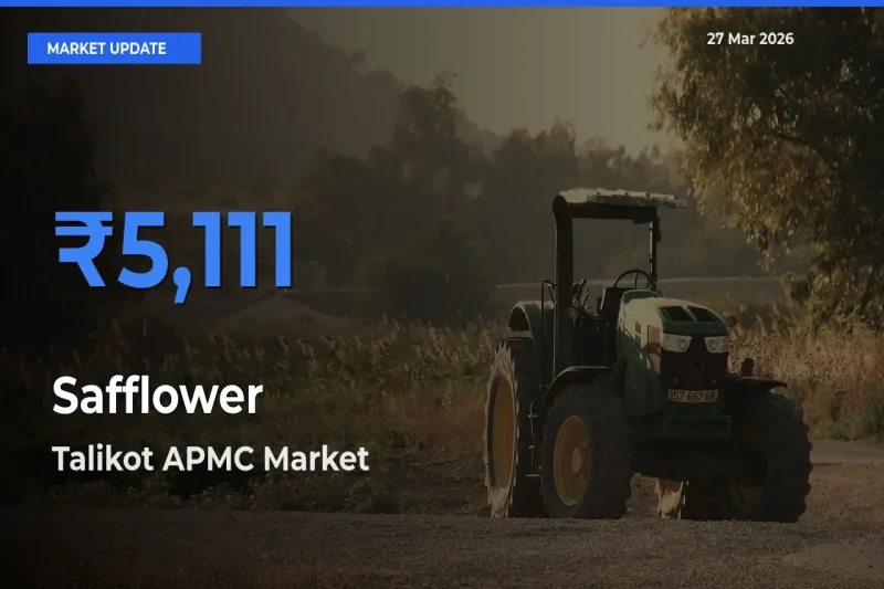 Safflower Mandi Rate Today: Talikot APMC Tops the List