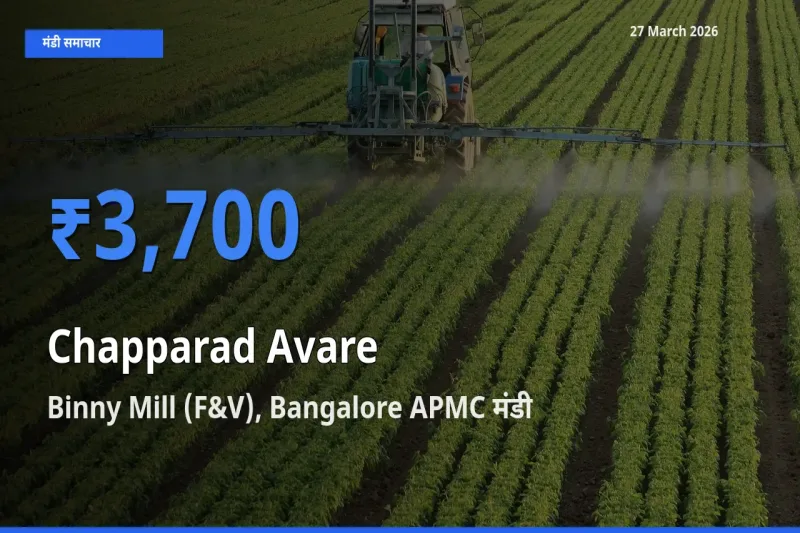 टॉप मंडी बना Binny Mill (F&V), Bangalore APMC! चप्परद अवरे के सबसे ऊँचे दाम यहीं दर्ज
