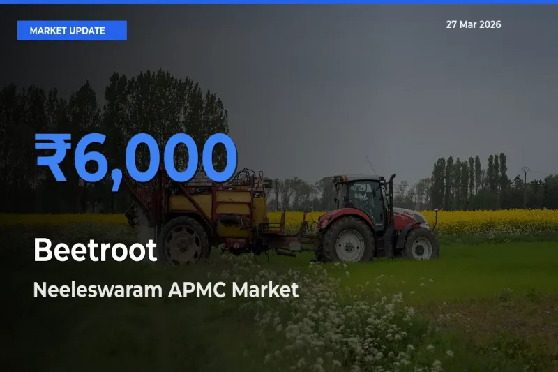 Top Performer! Neeleswaram APMC Offers Best Beetroot Price Today