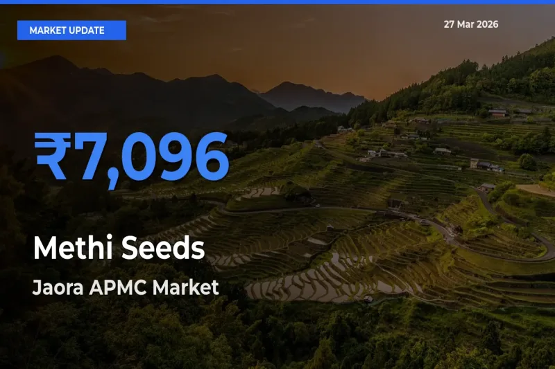 Jaora APMC Leads as Top Mandi for Methi Seeds Prices