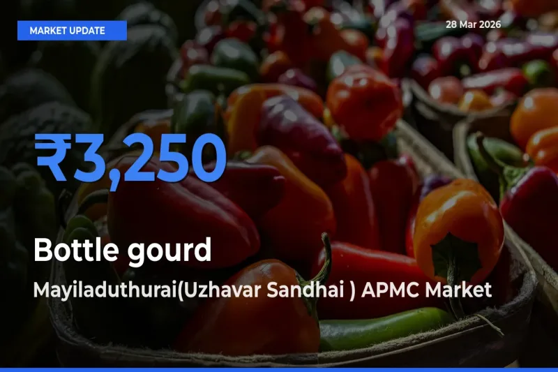 Bottle gourd Mandi Rate Today: Mayiladuthurai(Uzhavar Sandhai ) APMC Tops the List