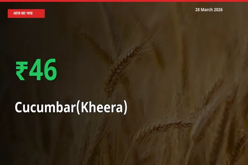 खीरा के दाम प्रमुख मंडी में 46.21% बढ़े, 24 घंटे में बड़ा बदलाव