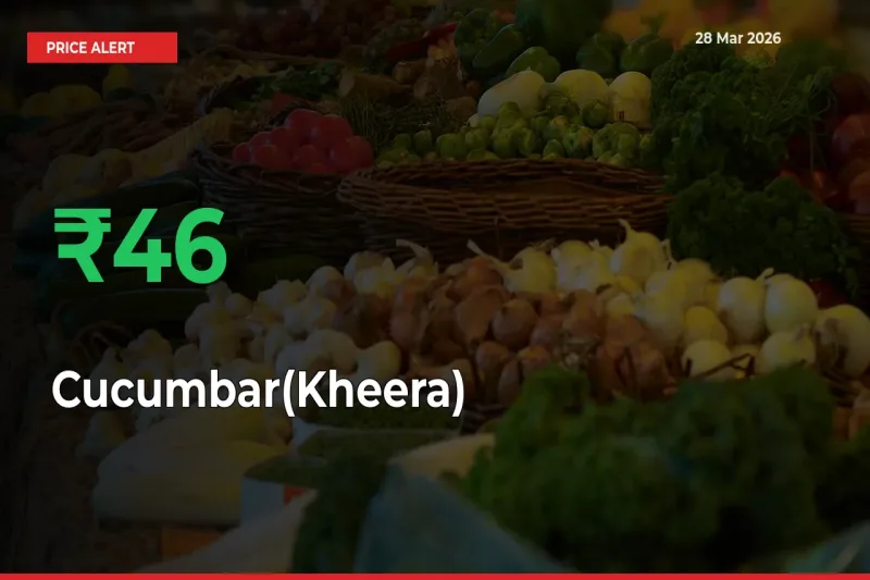 46.21% Spike in Cucumbar(Kheera) Prices – Mandi Sees Sudden Rally