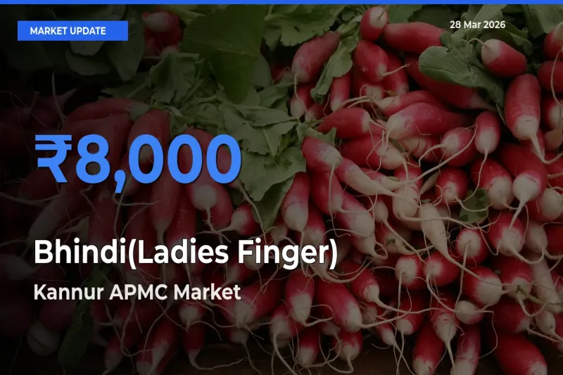 Bhindi(Ladies Finger) Mandi Rate Today: Kannur APMC Tops the List