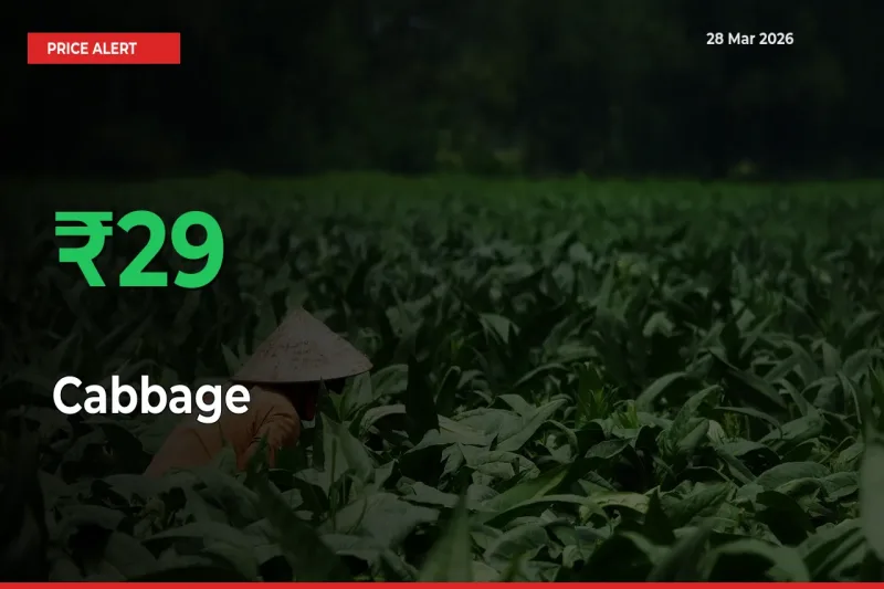29.24% Spike in Cabbage Prices – Mandi Sees Sudden Rally