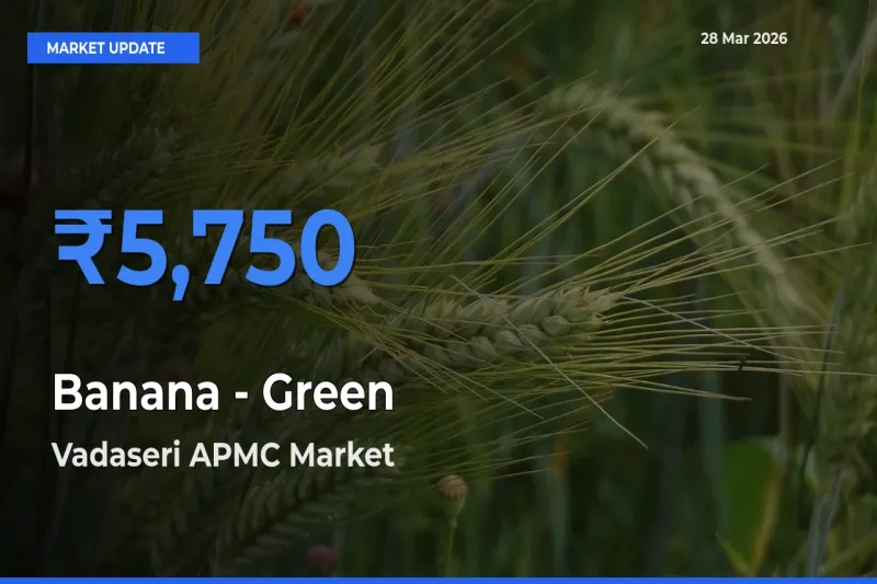 Vadaseri APMC Offers ₹5,750 – Highest Banana - Green Rate Today