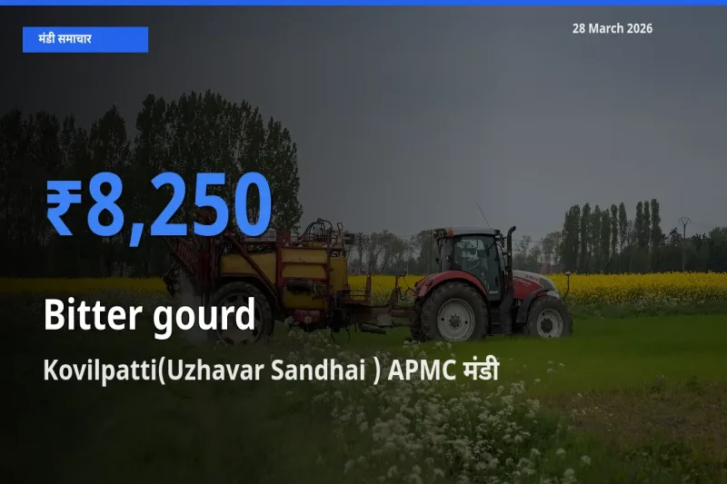 टॉप मंडी बना Kovilpatti(Uzhavar Sandhai ) APMC! करेला के सबसे ऊँचे दाम यहीं दर्ज