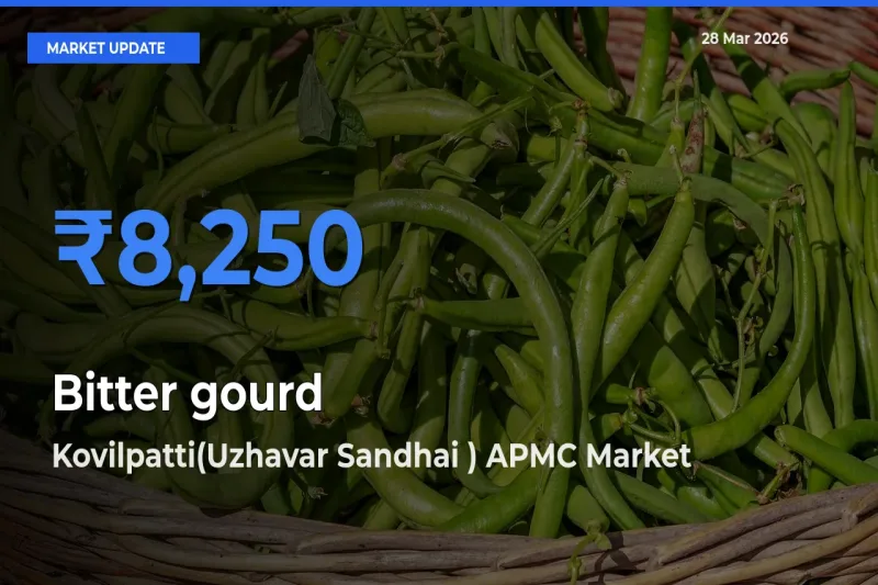 Top Performer! Kovilpatti(Uzhavar Sandhai ) APMC Offers Best Bitter gourd Price Today