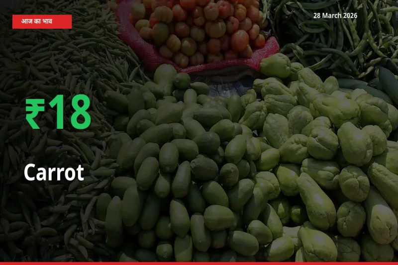 गाजर के दाम प्रमुख मंडी में 18.32% बढ़े, 24 घंटे में बड़ा बदलाव