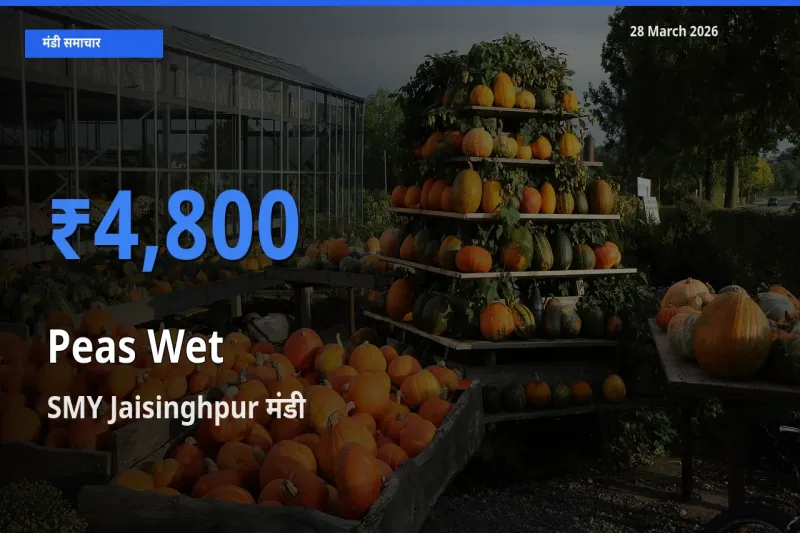 SMY Jaisinghpur में हरी मटर का आज सबसे ऊँचा भाव