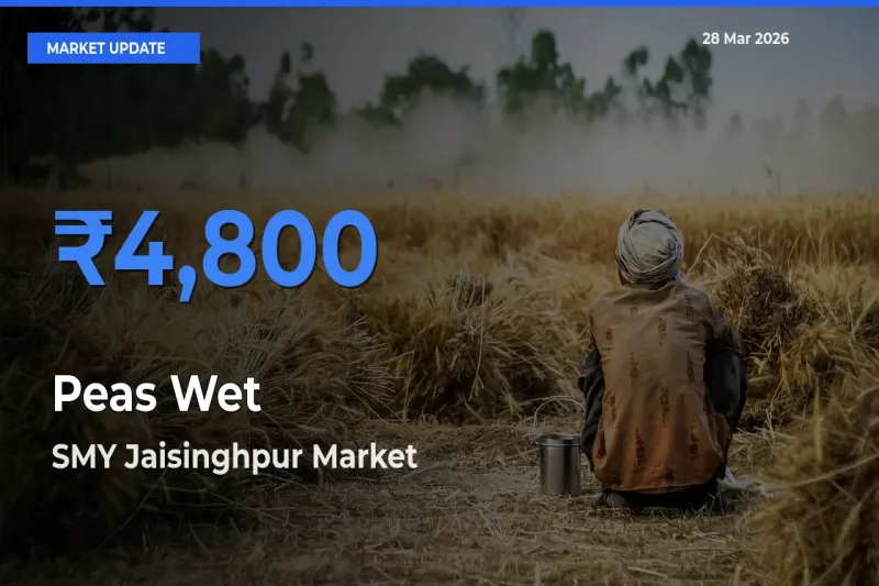 SMY Jaisinghpur Leads as Top Mandi for Peas Wet Prices