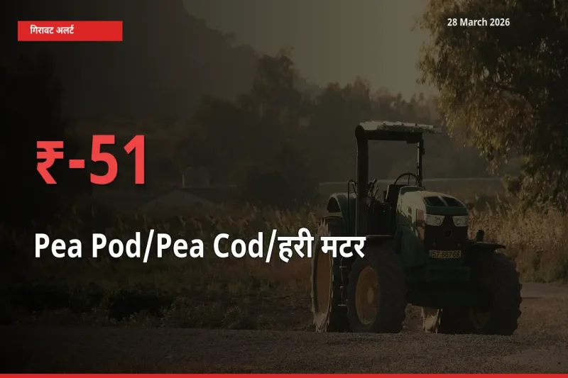 28 March अपडेट: मटर की फली के दाम मंडी में 51.24% गिरे