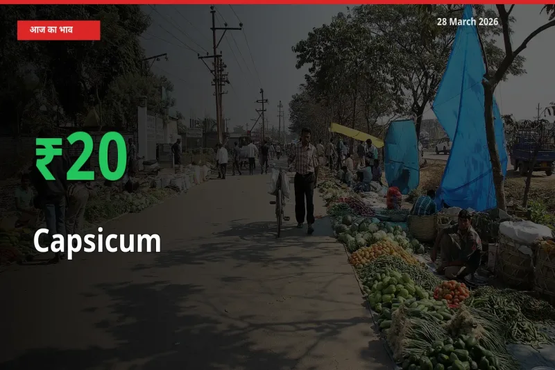 किसानों के लिए खुशखबरी! स्थानीय मंडी में शिमला मिर्च 20.07% उछला