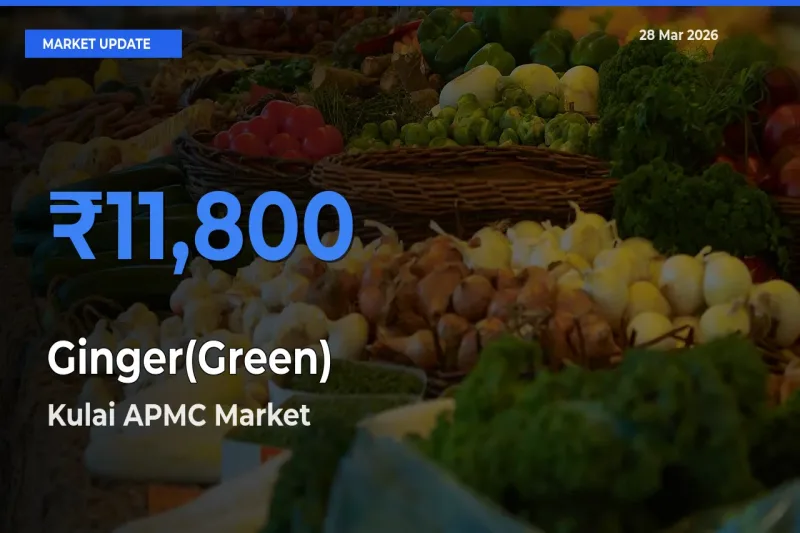 Kulai APMC Emerges as Top Mandi for Ginger(Green) Prices Today