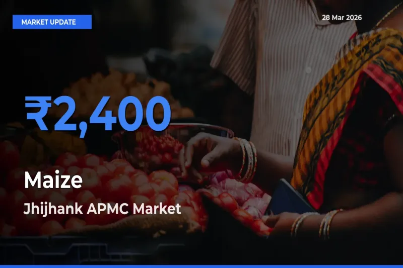 Jhijhank APMC Offers ₹2,400 – Highest Maize Rate Today