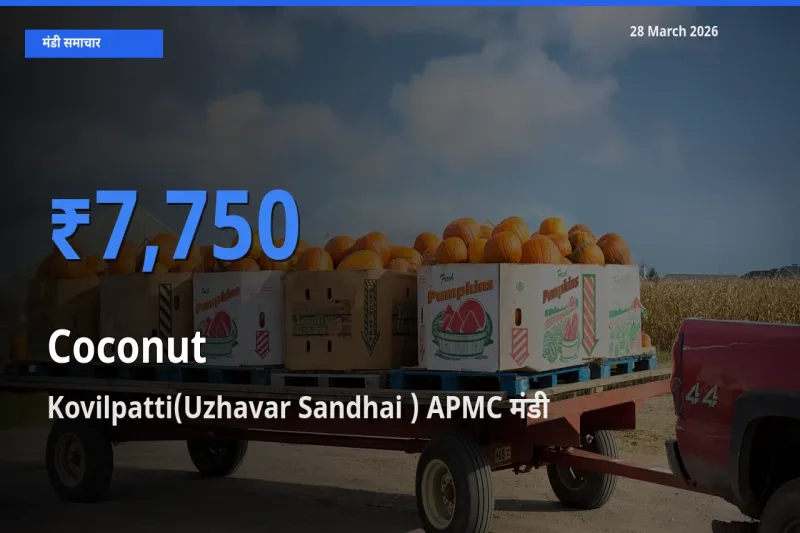 आज नारियल के सबसे ऊँचे दाम ₹7,750 Kovilpatti(Uzhavar Sandhai ) APMC मंडी में