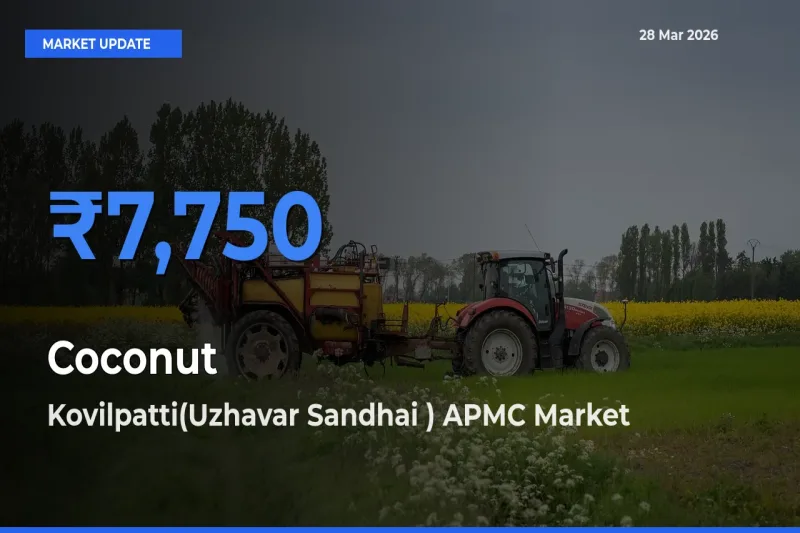 Coconut Mandi Rate Today: Kovilpatti(Uzhavar Sandhai ) APMC Tops the List