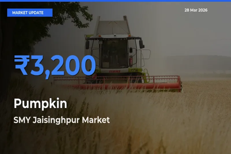 Pumpkin Mandi Rate Today: SMY Jaisinghpur Tops the List