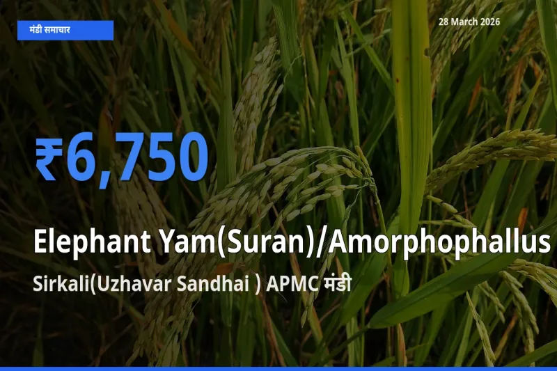 टॉप मंडी बना Sirkali(Uzhavar Sandhai ) APMC! जिमीकंद (सूरन) के सबसे ऊँचे दाम यहीं दर्ज