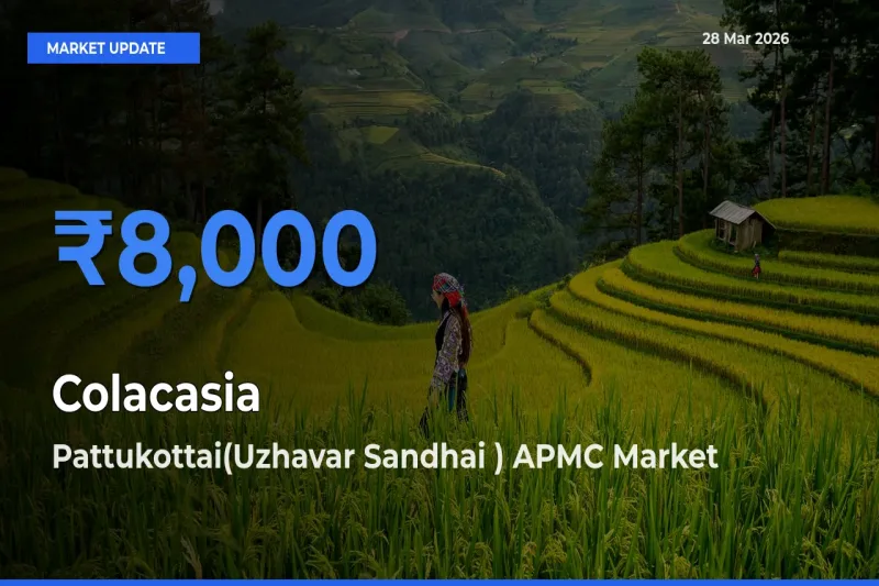 Top Performer! Pattukottai(Uzhavar Sandhai ) APMC Offers Best Colacasia Price Today