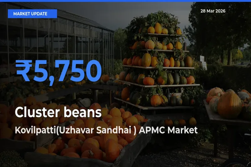 Kovilpatti(Uzhavar Sandhai ) APMC Emerges as Top Mandi for Cluster beans Prices Today