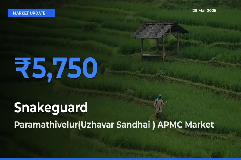 Market Watch: Paramathivelur(Uzhavar Sandhai ) APMC Becomes Top Mandi for Snakeguard