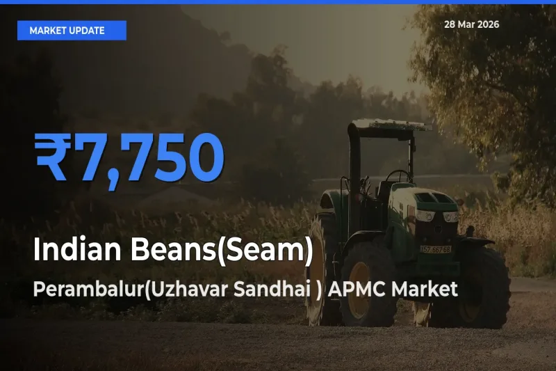 Perambalur(Uzhavar Sandhai ) APMC Leads as Top Mandi for Indian Beans(Seam) Prices