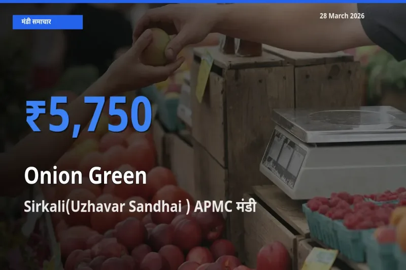 Sirkali(Uzhavar Sandhai ) APMC मंडी में आज प्याज हरा के सबसे ऊँचे दाम दर्ज