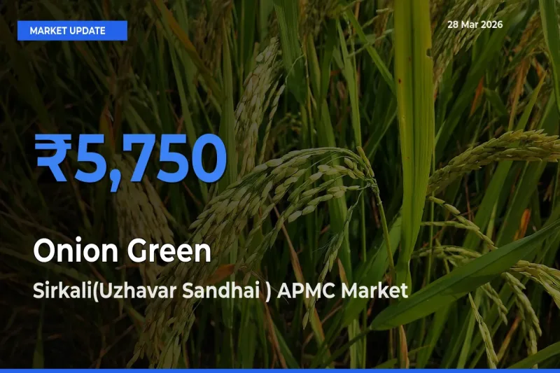 Onion Green Mandi Rate Today: Sirkali(Uzhavar Sandhai ) APMC Tops the List