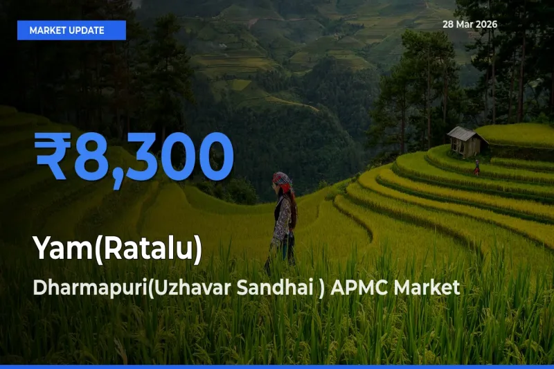 Dharmapuri(Uzhavar Sandhai ) APMC Emerges as Top Mandi for Yam(Ratalu) Prices Today