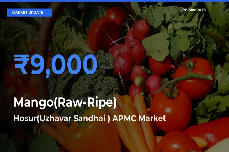 Hosur(Uzhavar Sandhai ) APMC Records Highest ₹9,000 Rate for Mango(Raw-Ripe)