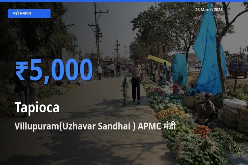 Villupuram(Uzhavar Sandhai ) APMC में साबूदाना का आज सबसे ऊँचा भाव