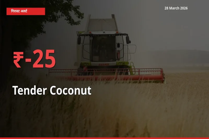 स्थानीय मंडी में कच्चा नारियल के दाम अचानक 24.88% गिरे, किसानों की चिंता बढ़ी